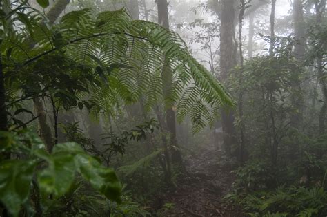 Rainforest Layers Rainforests