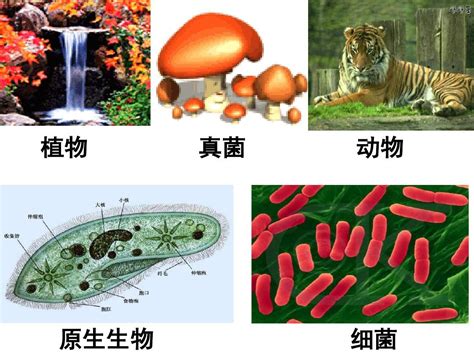 人教版高一生物必修一第2章第1节 细胞中的元素和化合物 课件22张pptword文档在线阅读与下载无忧文档