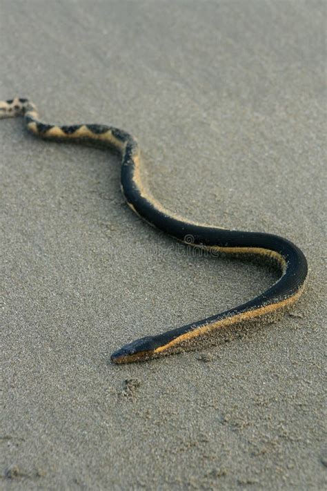 Banded Sea Snake Stock Image Image Of Pacific Sulawesi