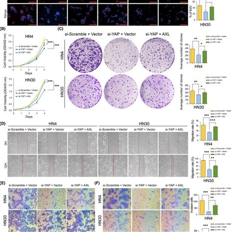 Axl Reverses Tumor Suppressor Phenotypes Mediated By Yes‐associated Download Scientific Diagram