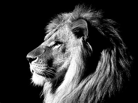 Black And White Lion Wallpapers Top Free Black And White Lion