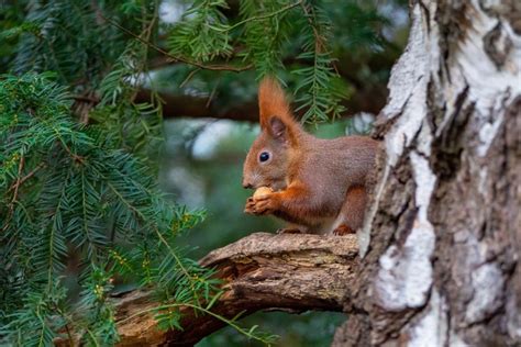 Do Coffee Grounds Repel Squirrels And Chipmunks From Your Garden