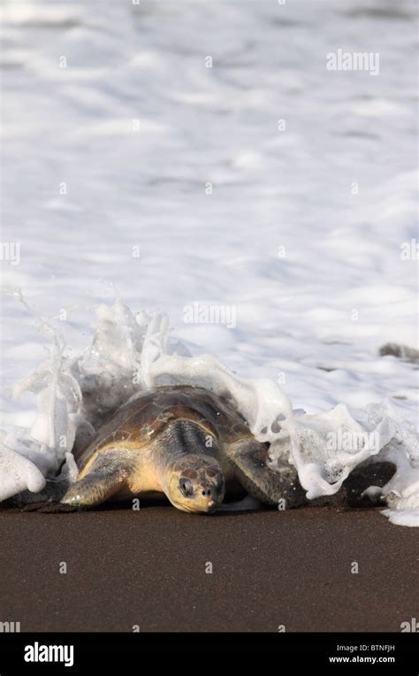 Olive Ridley Turtle Lepidochelys Olivacea Comes Ashore To Nest During