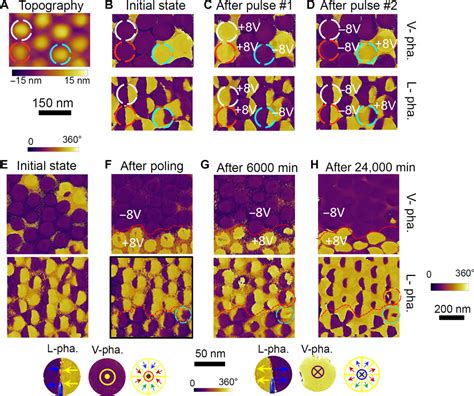 High Density Array Of Ferroelectric Nanodots With Robust And Reversibly