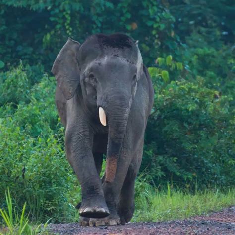 10 Borneo Elephant Facts You Didn't Know