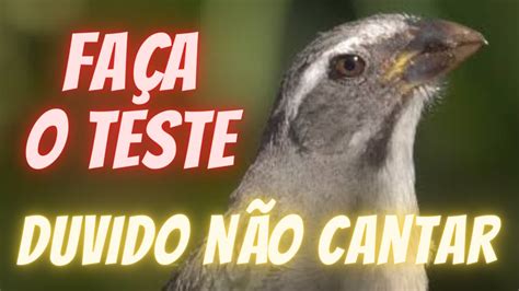 DUVIDO NÃO CANTAR DESTRAVA CANTO ESQUENTAR TRINCA FERRO YouTube