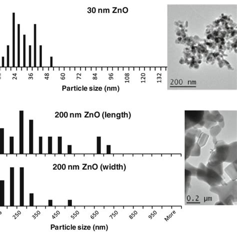 Primary Particle Size Distribution Left From Tem Right Of 30 Nm Zno Download Scientific