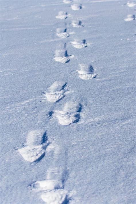 Pegadas Humanas Na Neve Branca Como Um Fundo Imagem De Stock Imagem