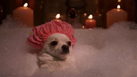 Chihuahua Bubble Bath Meme Generator