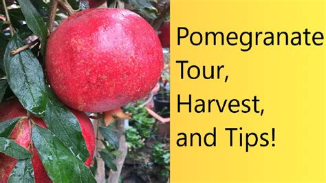 Video 51 Growing My Pomegranate Tree Pomegranate From Budding To