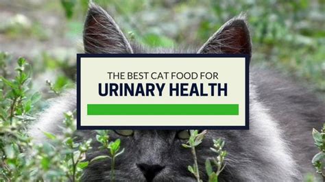 The Best Cat Food For Urinary Health Our Top Picks