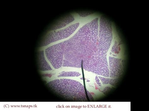 Histology Slides Database: sublingual salivary gland histology slide