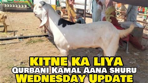 Wednesday Update Kitne Ka Liya Rajanpuri Bakre Desi Chatre