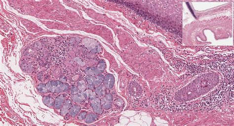 Pharynx Esophagus And Stomach Histology