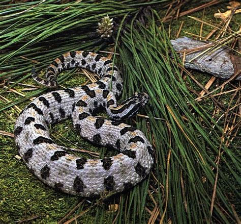 Identify The Venomous Snakes Of Oklahoma