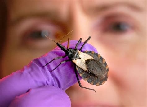 Researchers Discover Potential Treatment For Chagas Disease