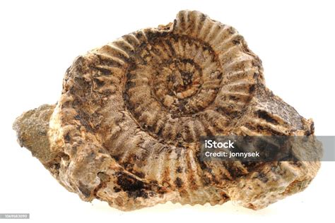 Ammonites Fossil Isolated Stock Photo Download Image Now Abstract