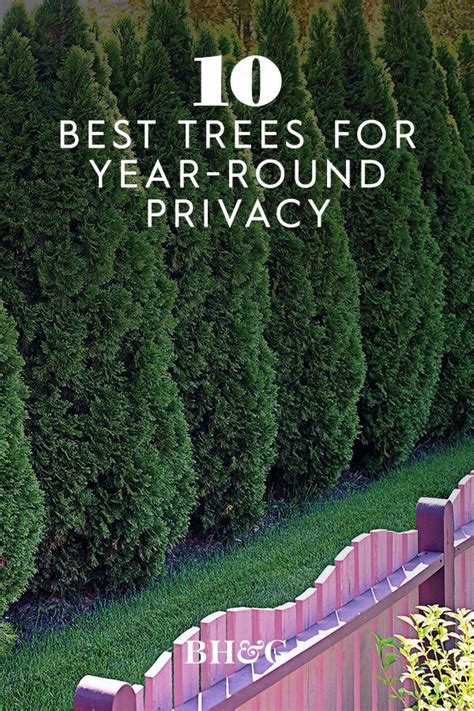 Plant These Evergreen Trees For Privacy And Year Round Greenery