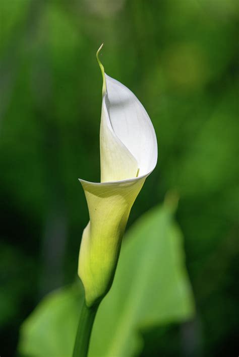 Wild Calla Lily Photograph By Tari Voydanoff Fine Art America