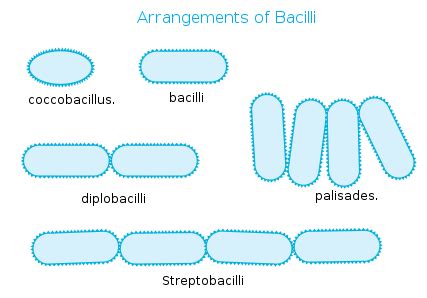 Bacillus Subtilis | Arrangement, Characterstics & Shape - Video ...