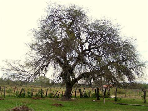 Características Cultivo Y Mantenimiento Del Algarrobo