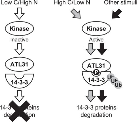 Phosphorylation Of Arabidopsis Ubiquitin Ligase Atl Is Critical For