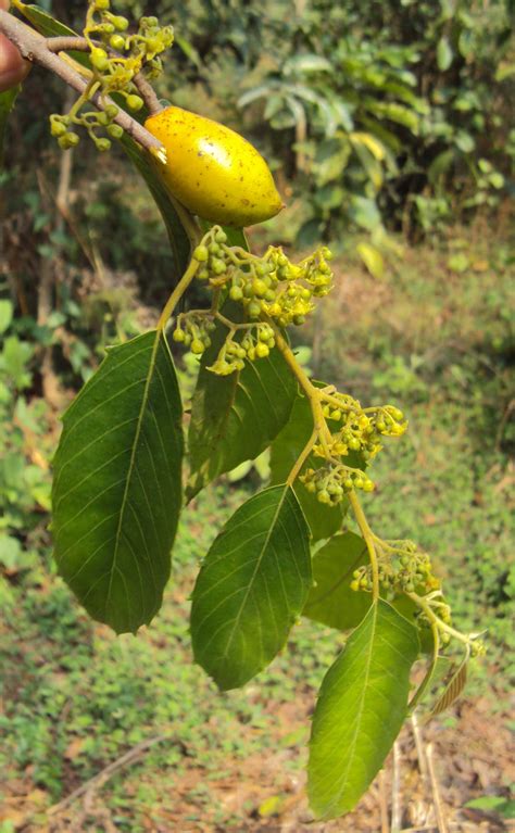 Maesopsis Eminii Images Useful Tropical Plants