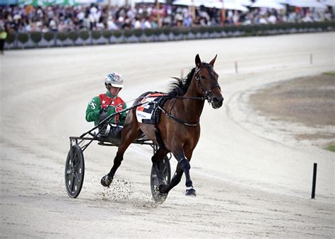 Id22 Trotting Champ Has True International Bloodlines Harness Racing