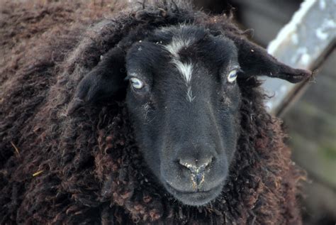 Black Sheep Face