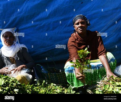 Khat Ethiopia Hi Res Stock Photography And Images Alamy