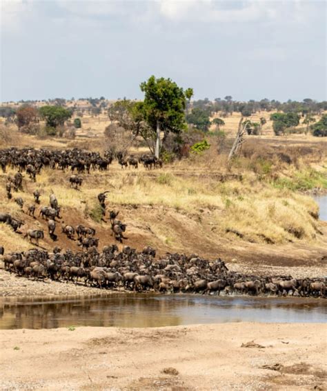 4 Day Masai Mara Wildebeest Migration Package Abnersafaris