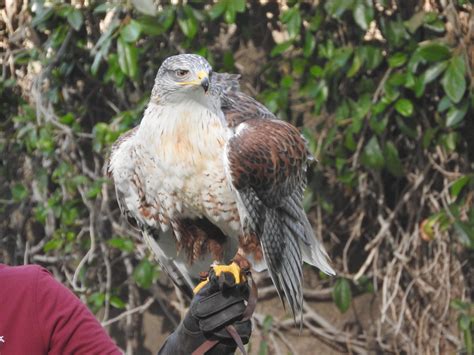 Ferruginous Hawk - ZooChat