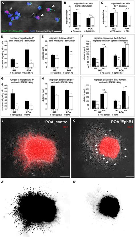 Frontiers A Dual Role Of Ephb Ephrin B Reverse Signaling On