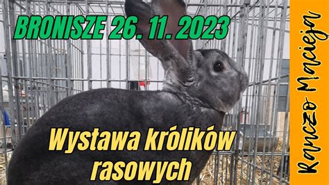 Wystawa Kr Lik W Rasowych Bronisze Polish Rabbit Exhibition