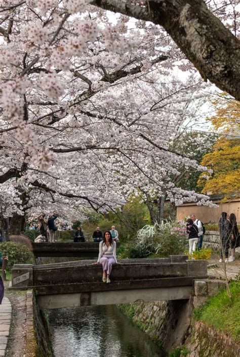 Best cherry Blossom spots in Kyoto – Travelento