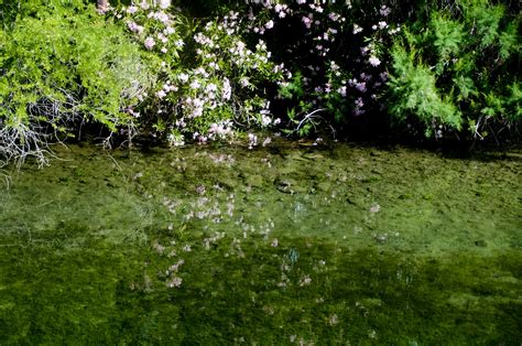 Pink Flowers Reflecting In Water Free Stock Photo Public Domain Pictures