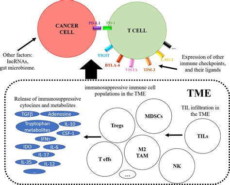 Frontiers Resistance To Pd L Pd Blockade Immunotherapy A Tumor