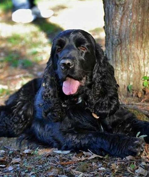 Best 25 Black Cocker Spaniel Ideas On Pinterest Cocker Spaniel