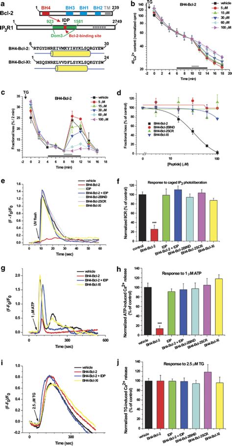 Although The Bh Domains Of Bcl And Bcl Xl Are Similar In Sequence