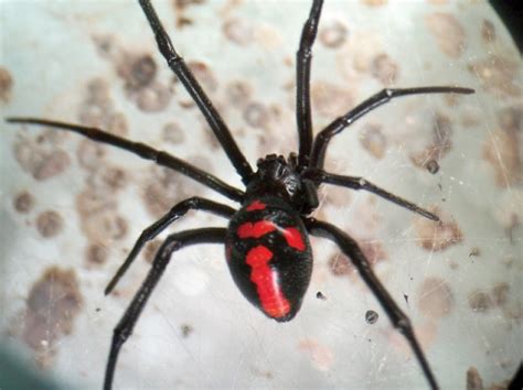 Inlasa Elabora Un Antídoto Para La Picadura De La Araña Viuda Negra Informativo 4000