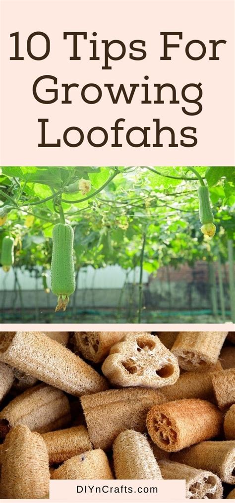 10 Amazing Tips For Growing Loofahs From Seeds Diy And Crafts