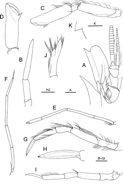 Metacrangon Haona Sp Nov Holotype Male Cl Mm Niwa A