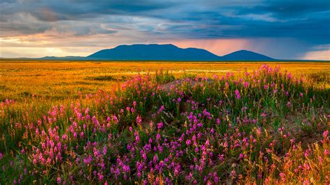 What The Arctic Tundra Looks Like In Bloom Photos Russia Beyond