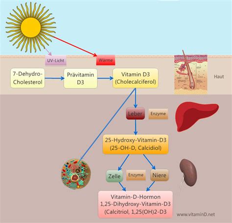 Vitamin D Synthese