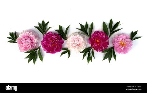 Flower Border Of Pink Peony Flower On White Background Flat Lay Top