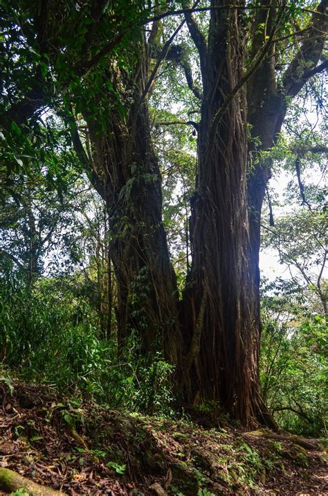 Climbing Mount Cameroon | Cameroon, Africa travel, Cool places to visit