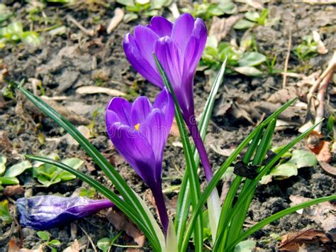 Spring crocus flowers stock photo. Image of blossom, closeup - 91100546