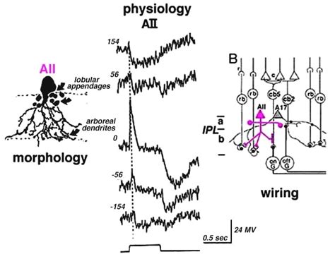 Figure 10 [schematic Diagram Of The Morphology Physiology And Wiring Pattern Of The Aii