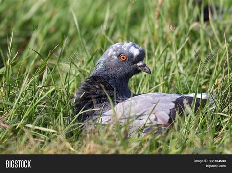 Pigeon White Patches Image And Photo Free Trial Bigstock