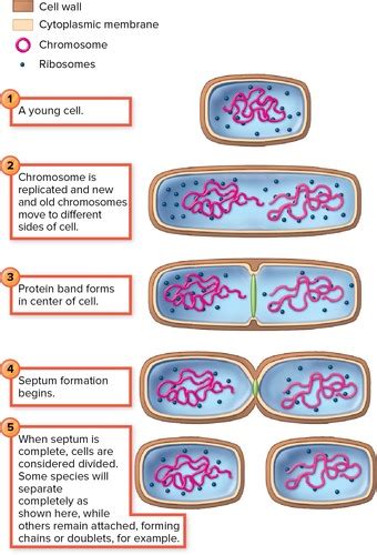 Chapter 4 Microbial Growth And Its Control Flashcards Quizlet